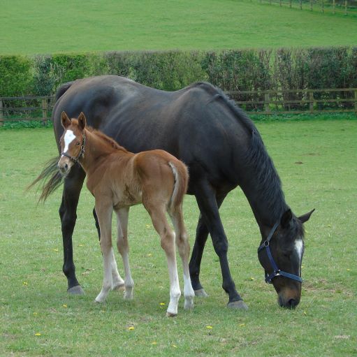 2022 filly by Frankel